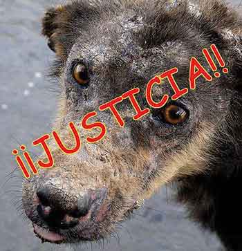 justic for animals